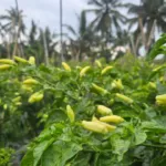 Produksi Cabai Jabar Surplus, Pasokan Aman Jelang Ramadhan – Idul Fitri 2026