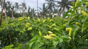 Produksi Cabai Jabar Surplus, Pasokan Aman Jelang Ramadhan – Idul Fitri 2026