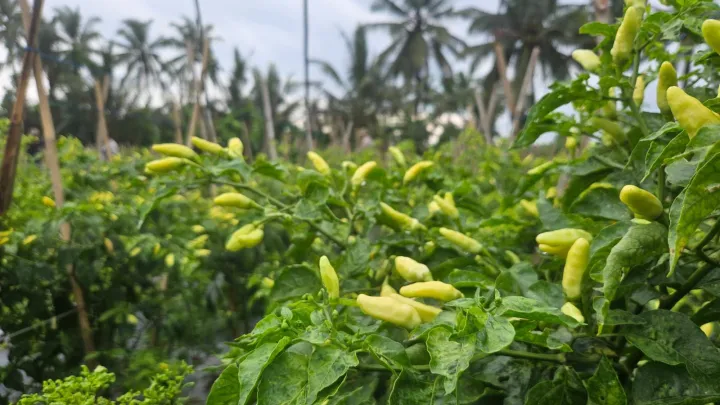 Produksi Cabai Jabar Surplus, Pasokan Aman Jelang Ramadhan – Idul Fitri 2026